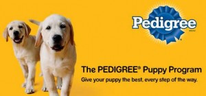 Puppy care guide